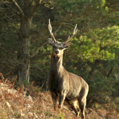 Sika Deer Tri-Whistle (Medley)