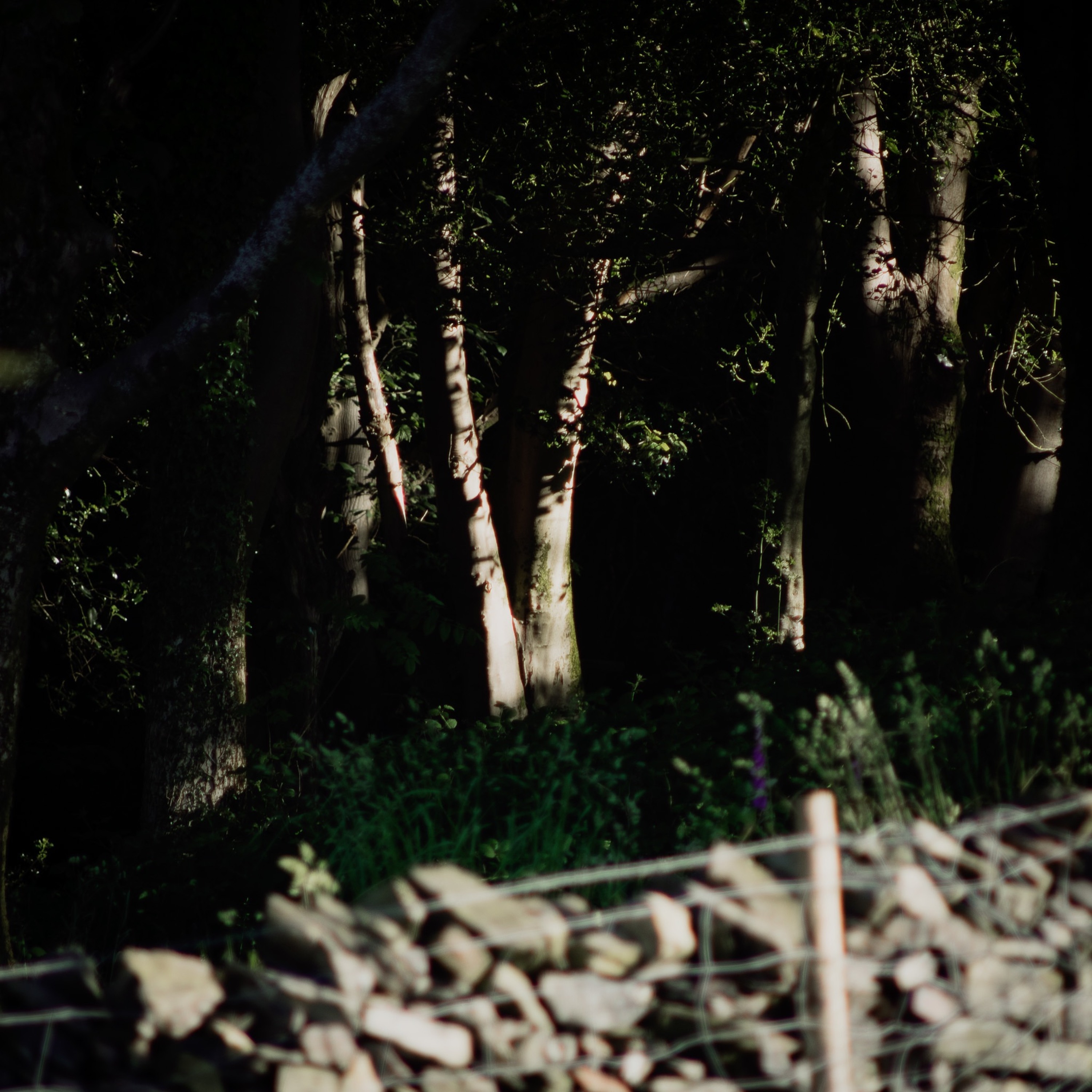 Dancing Barefoot On The Cool Forest Floor episode artwork