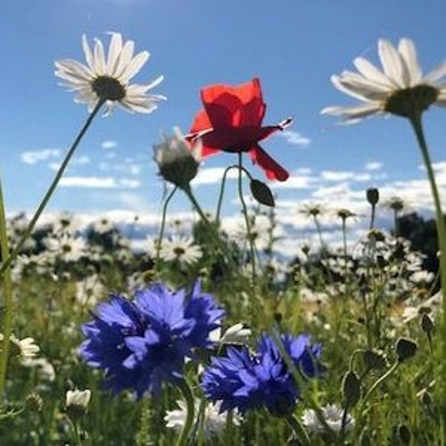 Frolicking Puppies in a Meadow of Wild Flowers