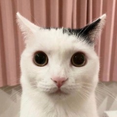 Deranged Feline Music - Packtion