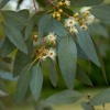 Ecological Hope through Planting Native Forests to Offset our Emissions with Sofi of Greenfleet