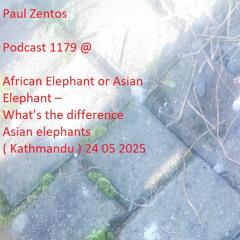 Paul Zentos Podcast 1179 @ African Elephant or Asian Elephant – What's the difference Asian elephants ( Kathmandu ) 24 05 2025