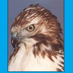 +| The Falconer�s Apprentice, A Falconer's Guide to Training the Passage Red-tailed Hawk., The