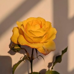 Yellow Roses