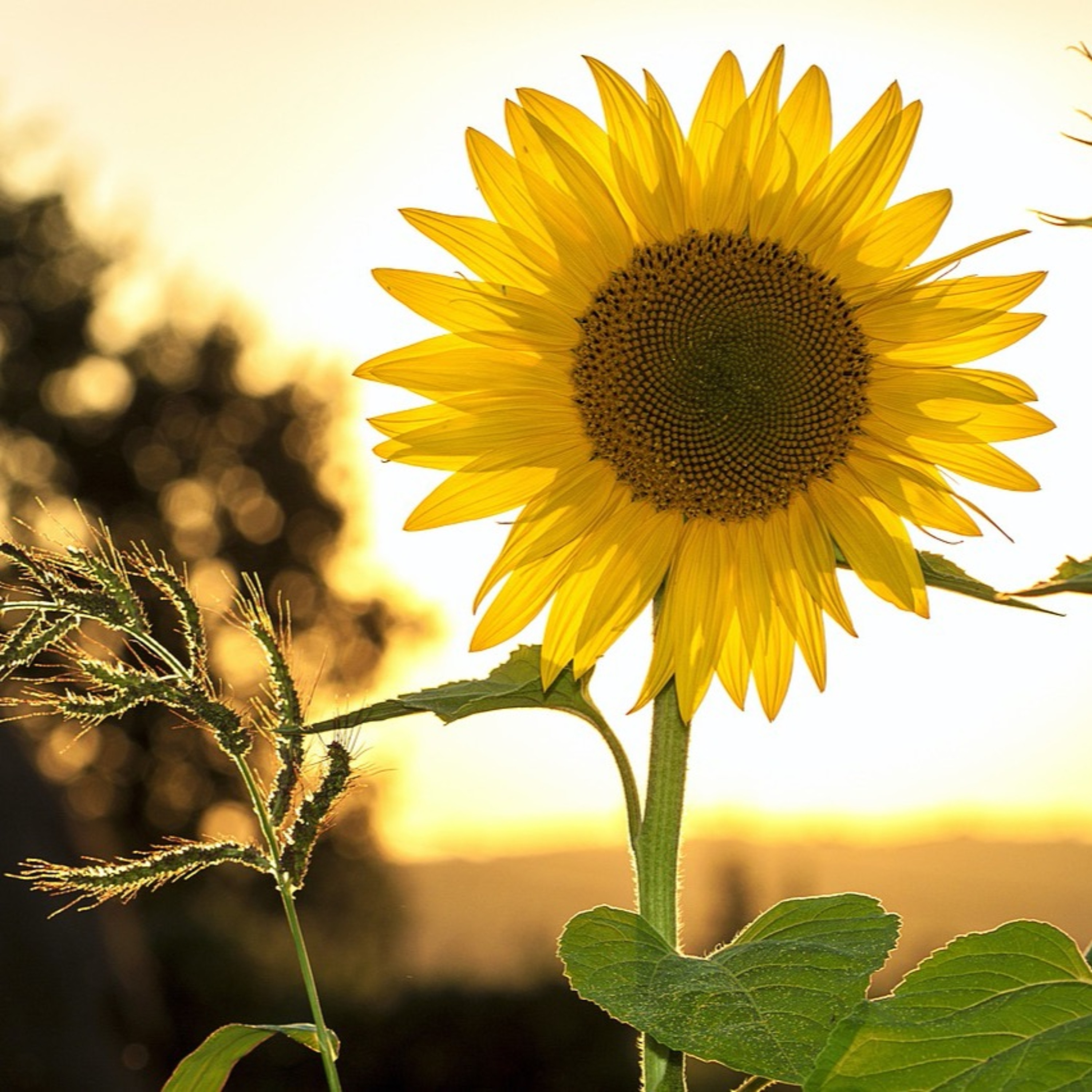 Quattro Stagioni 121 - Buona estate!