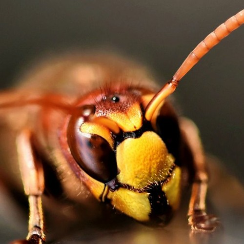 Wasp