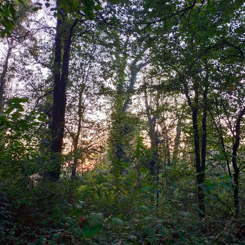 TEST - Into The Forest