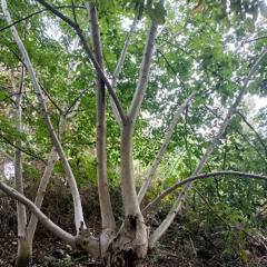 Everything Matters (AURORA & Pomme) Karaoke - 11.03.2025, 09.00