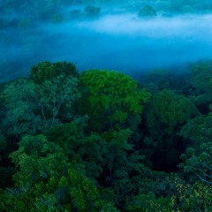 Dawn in Costa Rica jungle - Howler monkey sounds