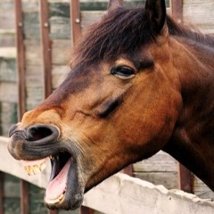 Das Mädchen auf dem Pferd, bekommt welche ins Gesicht !!!