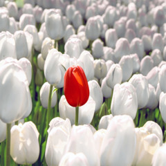 Ep.1405: How Do We Keep Ourselves Separate from the World? (Christian Conduct Series)