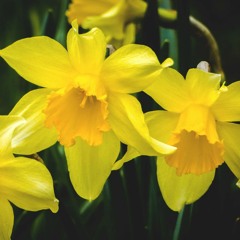 Manx folklore against yellow flowers in the house