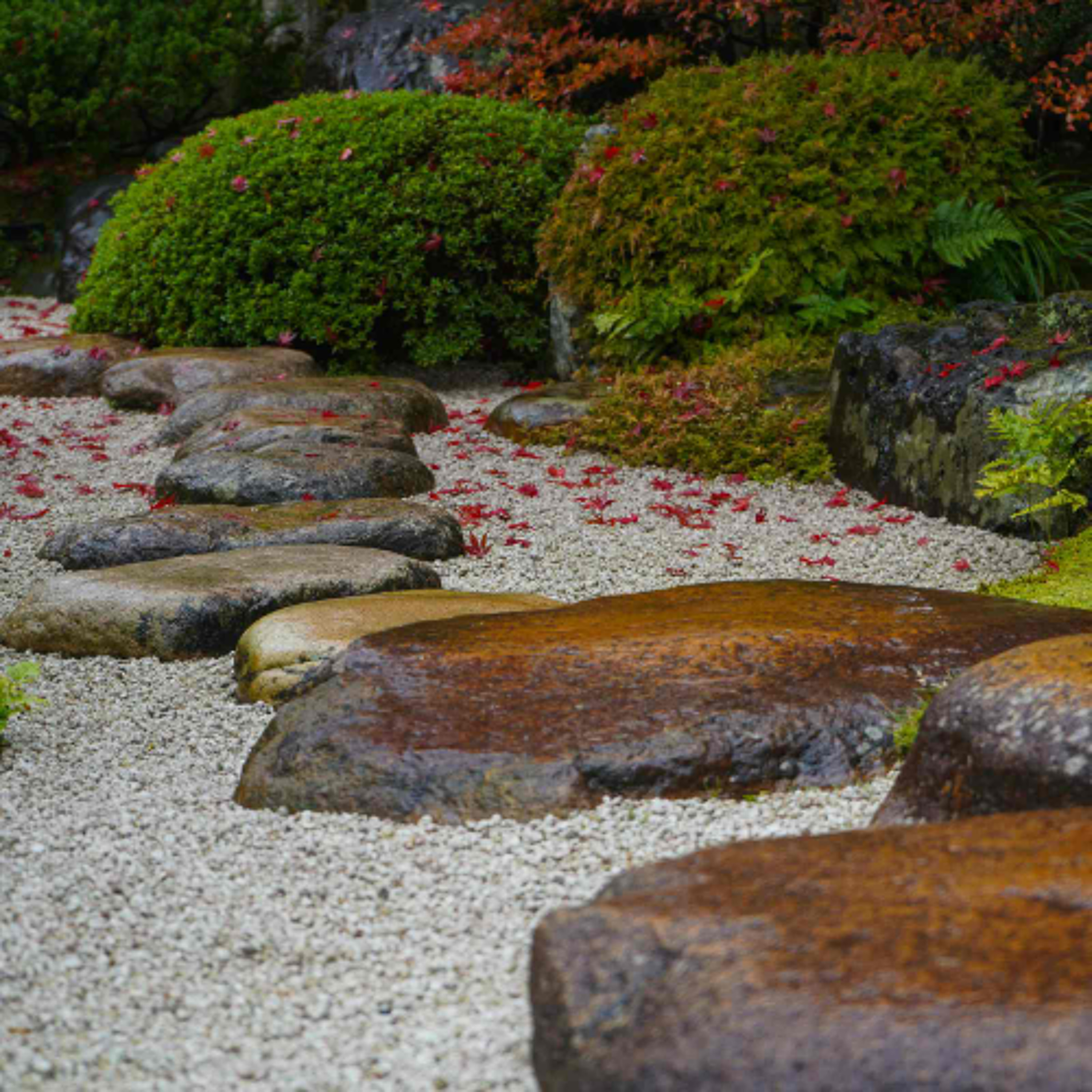 Ep. 537 Meditazione sull'Ottuplice Sentiero