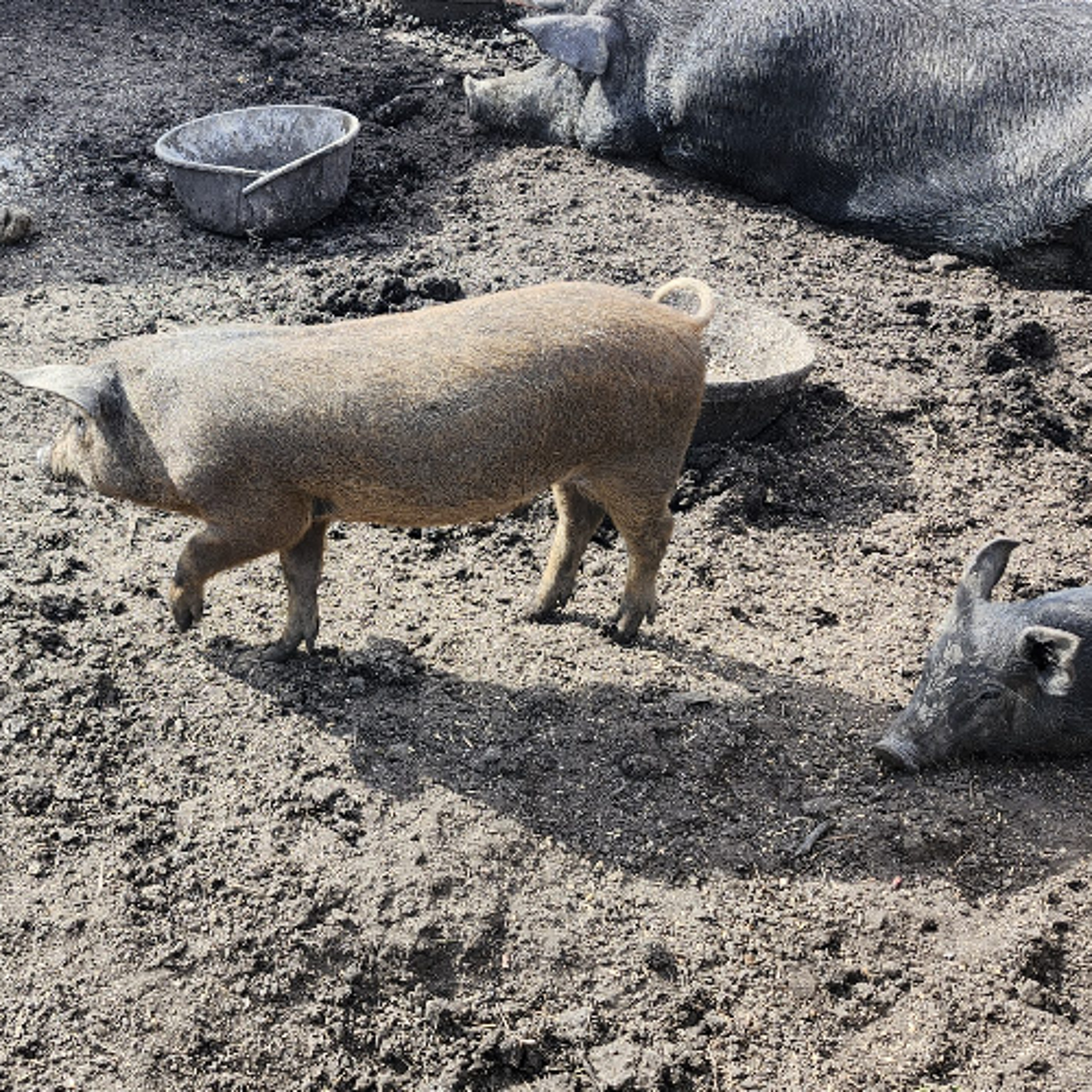Confirmed Case of Porcine Epidemic Diarrhea Virus Reported in Southern Alberta