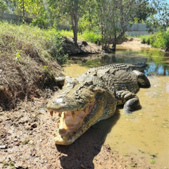 Best Top End Safari Camp Day Tour Tours Review