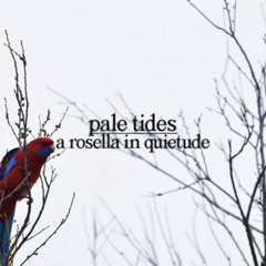 a rosella in quietude