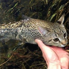 rare aquatic cat found in local lake