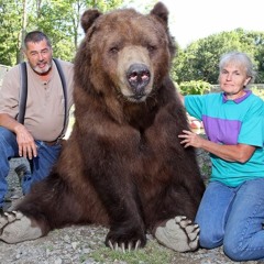 bears eat honey
