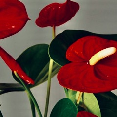 Smooth Operations (Prod. By JÜNE)