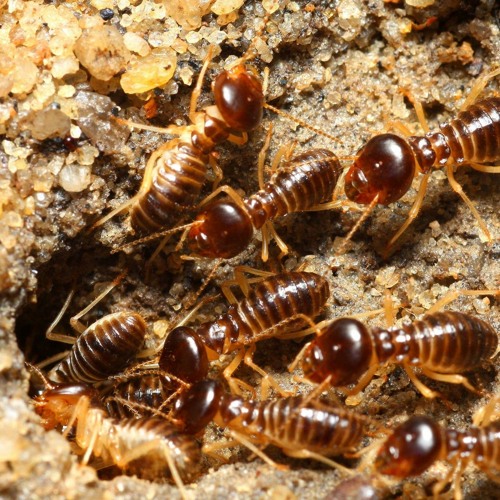Termites