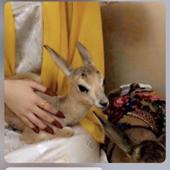 محمد ابن فطيس