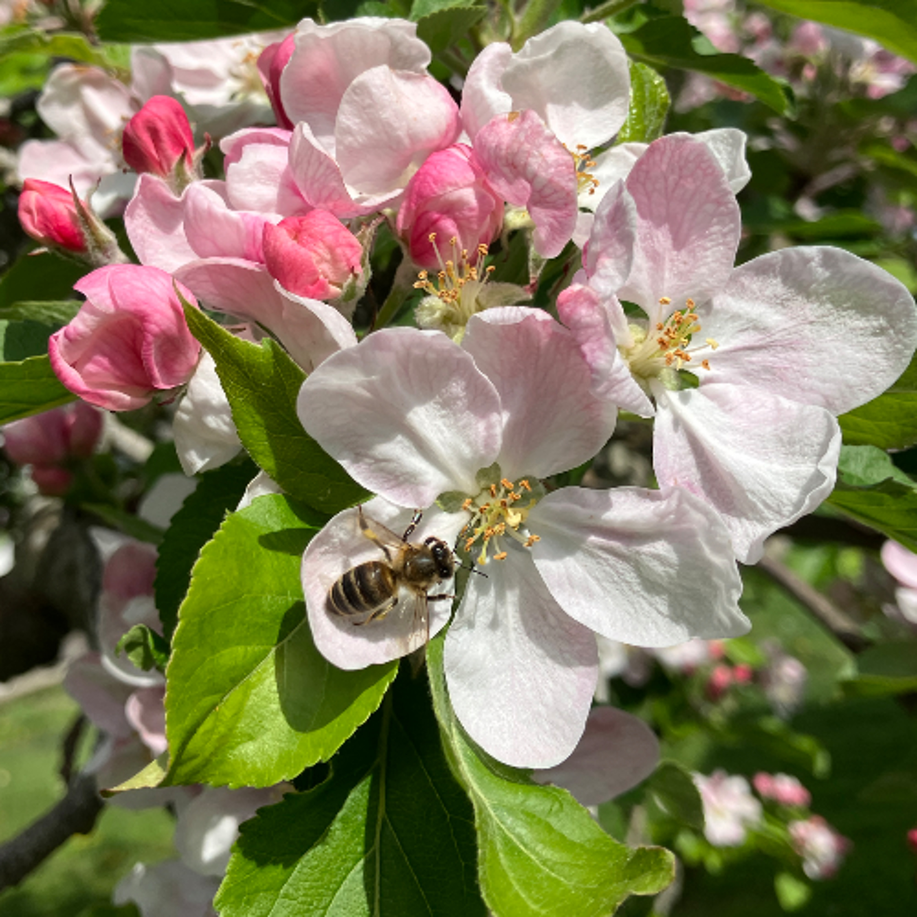 Bees in the apple blossom, Llanfarian, Wales. 22/04/2025 episode artwork