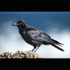 2024.08.11 Pronouncements of Ravens at Dawn. Winter's End.