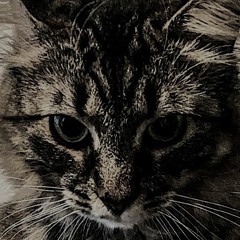 Black Cat (Little Kitty)