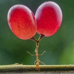 Gotta Get It Done (Ft. Fredy)