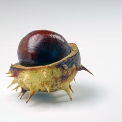 Conkers