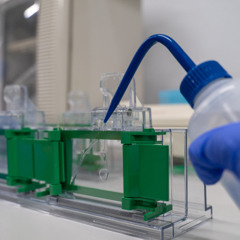 Refined Western Blot Techniques for Precise Phosphorylation Study