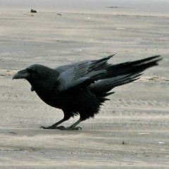 Raven