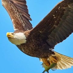 Fly Like An Eagle