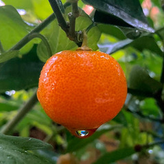 droplets