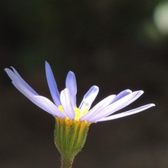 Khlumus