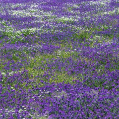Ballade en mauve