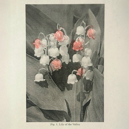 maiiki - lily of the valley