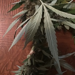 whereda30z ft Shmack [Shmack x 6s]