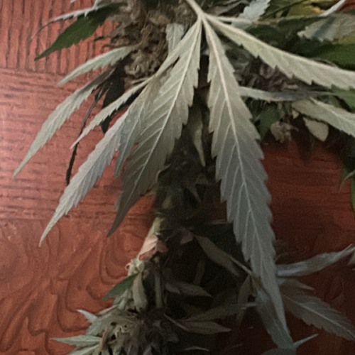 whereda30z ft Shmack [Shmack x 6s]