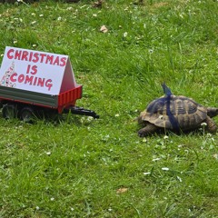 Christmas is Coming - 1000 Hertz