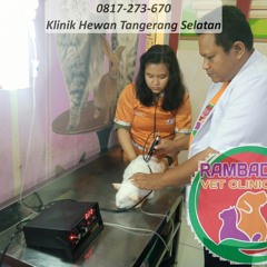 0817-273-670 Dokter Hewan Serpong Tangerang Selatan, Rambad Vet Clinic