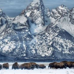 Review Special Price Grand Teton And National Elk Refuge Winter Wonderland Full Day Adventure