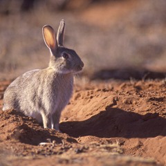 Feral Species Costs - ABC South Australia