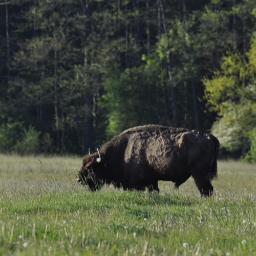 European Bison