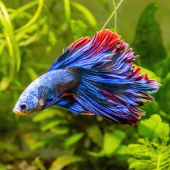 BETTA