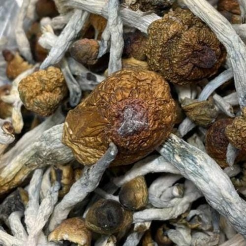Golden Oyster mushrooms