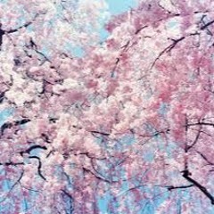 cherry blossom