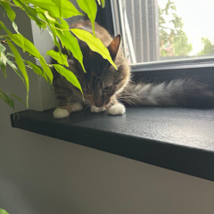 Naturaalsest siidist padjapüür