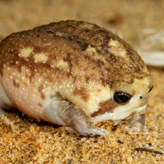 Raging Brachydios' Theme (High Quality)