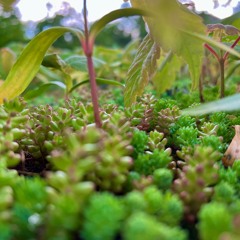 growth (excerpt from 'the garden')